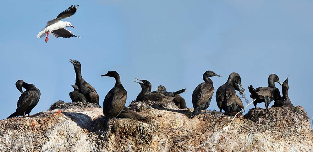 Bank Cormorants on nests